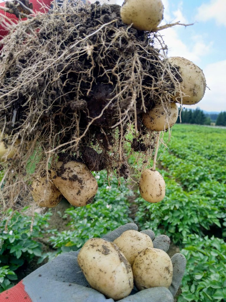 Câmpul Clonal Apa Roșie