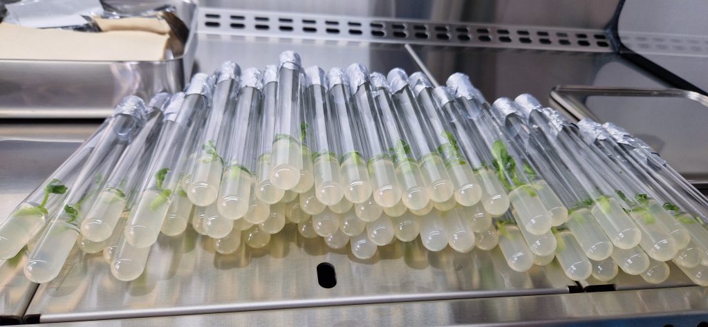 Laboratorul de biotehnologii