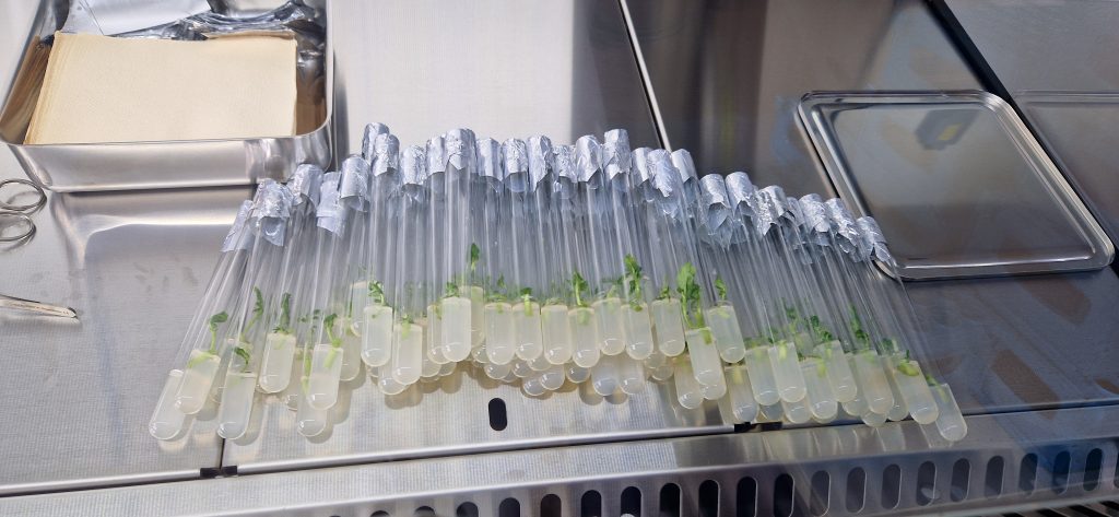 Laboratorul de biotehnologii