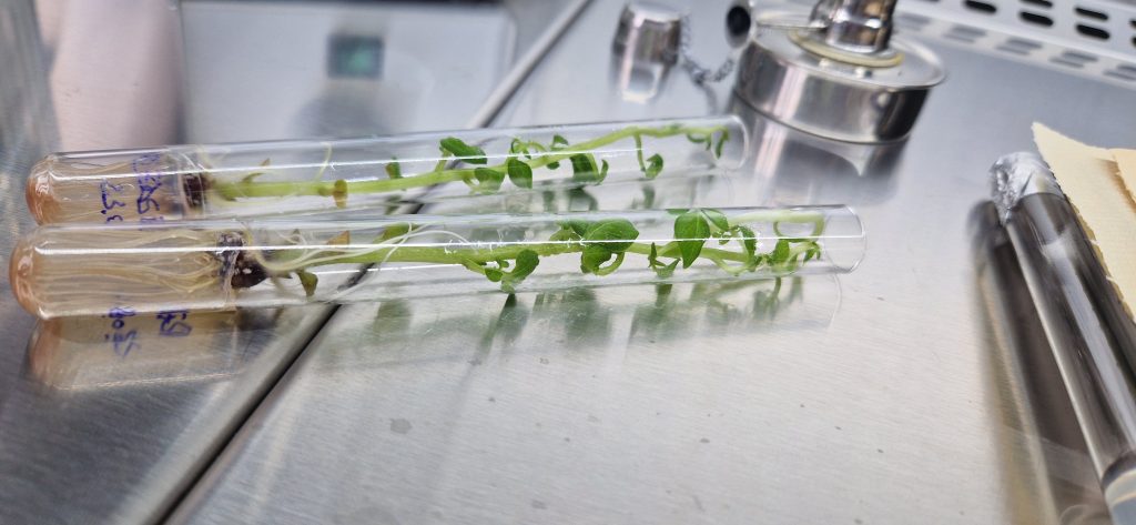 Laboratorul de biotehnologii
