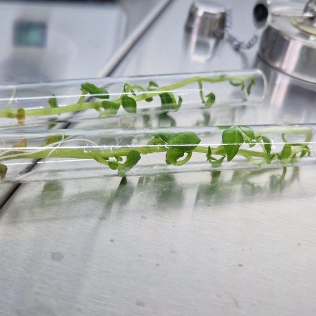 Laboratorul de biotehnologii