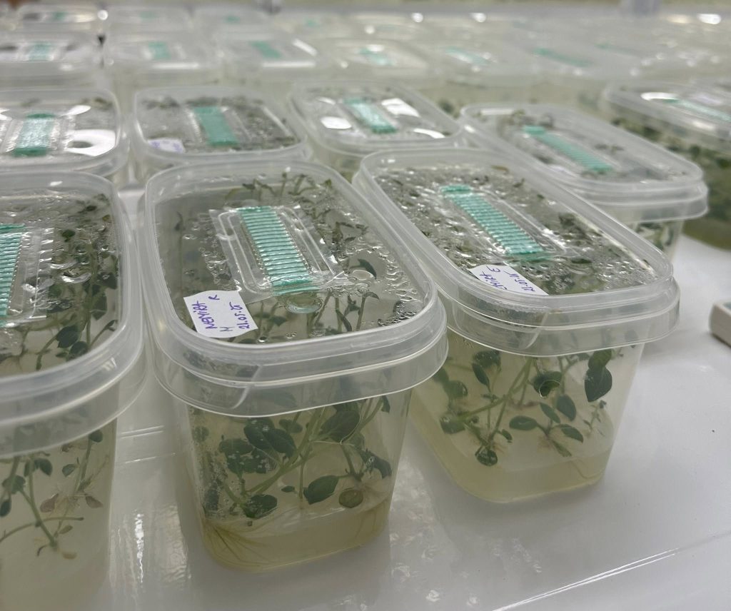 Laboratorul de biotehnologii