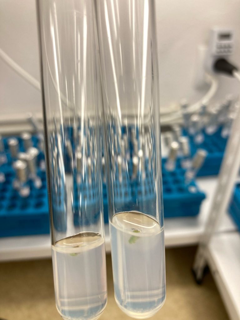 Laboratorul de biotehnologii