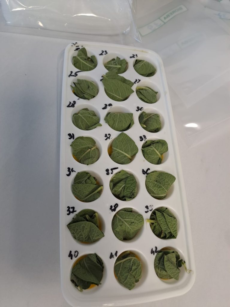 Laboratorul de biotehnologii
