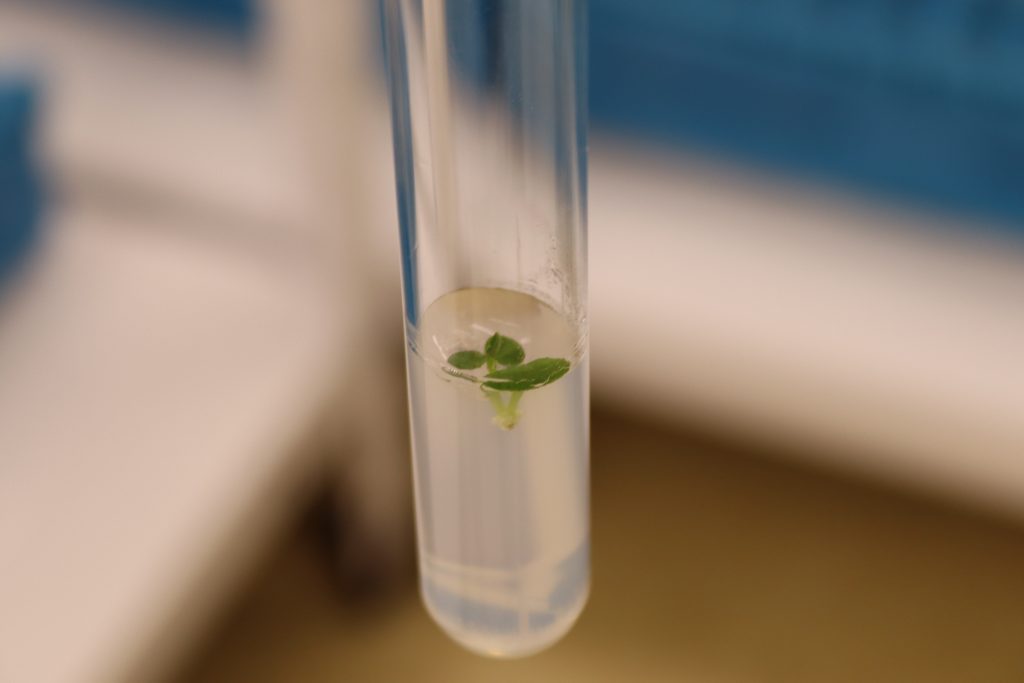 Laboratorul de biotehnologii