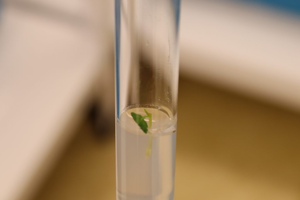 Laboratorul de biotehnologii