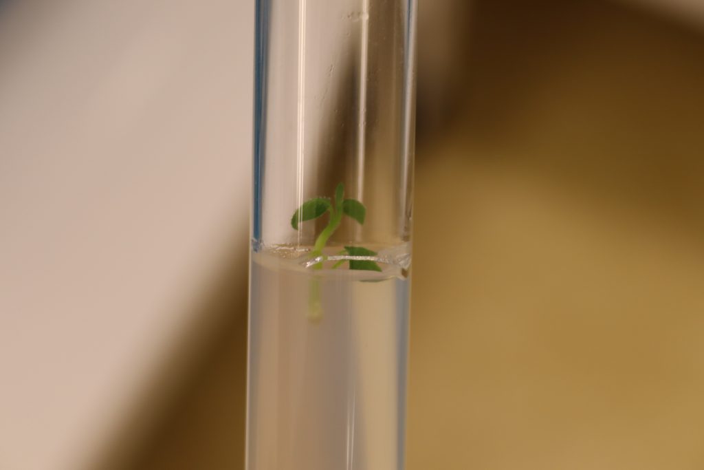 Laboratorul de biotehnologii