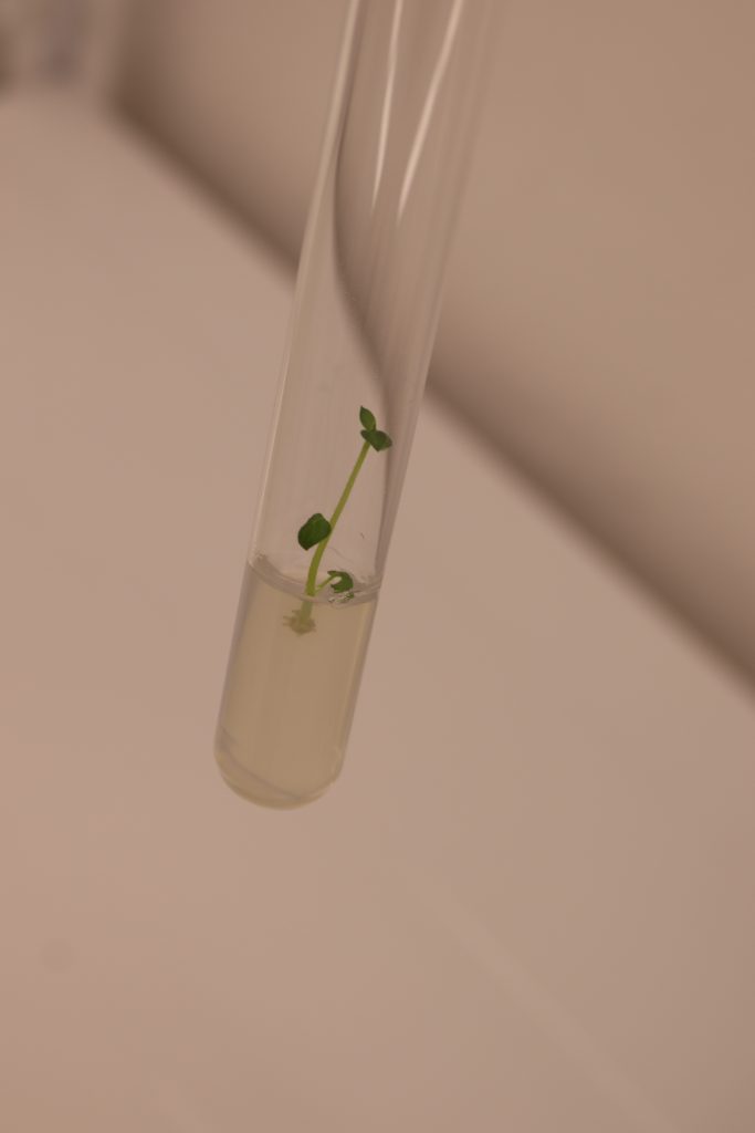 Laboratorul de biotehnologii