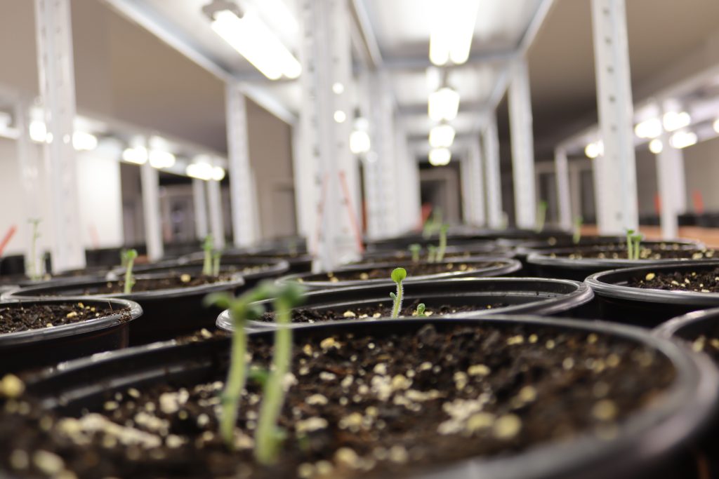 Laboratorul de biotehnologii