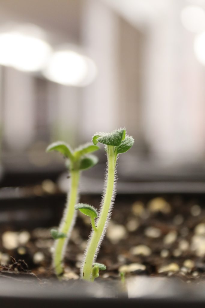 Laboratorul de biotehnologii