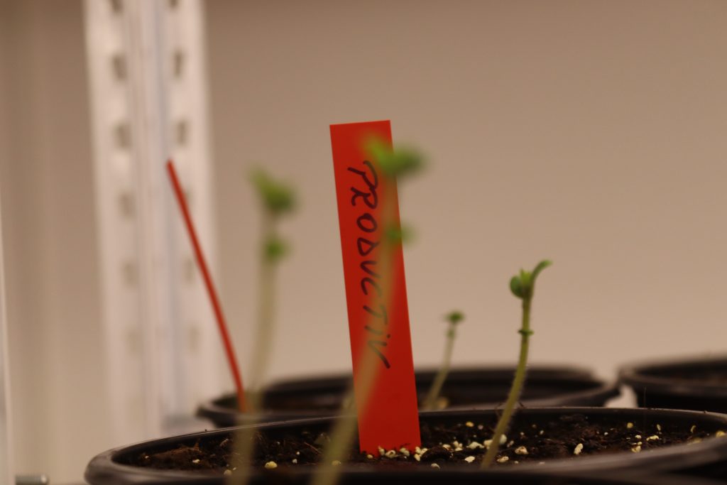 Laboratorul de biotehnologii