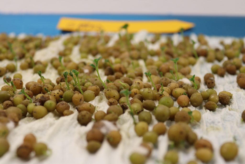 Laboratorul de biotehnologii