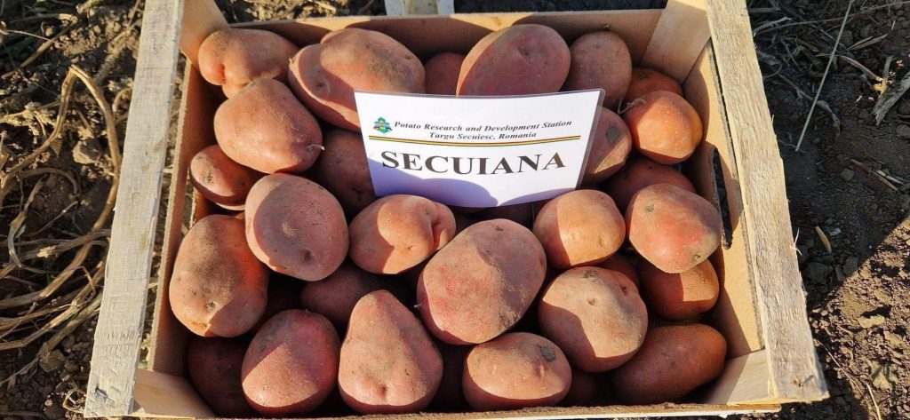 Soiuri obținute la S.C.D.C. Târgu Secuiesc