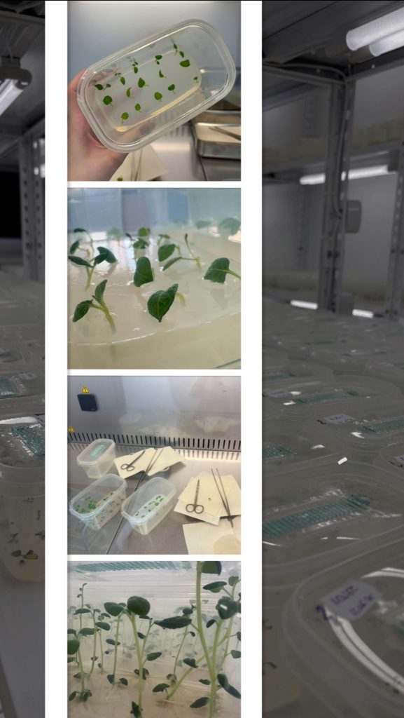 Laboratorul de biotehnologii