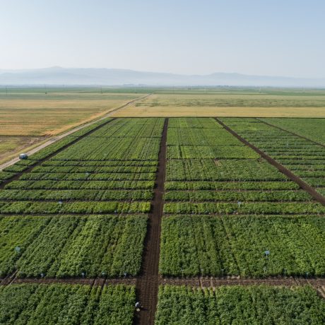 Ziua Verde a cartofului ediția XLII 2019